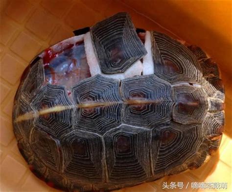烏龜 長壽